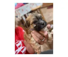 5 Morkie puppies ready for adoption - 2