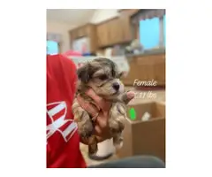 5 Morkie puppies ready for adoption - 3