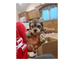 5 Morkie puppies ready for adoption - 4