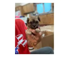 5 Morkie puppies ready for adoption - 5
