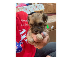 puppies morkie adoption ready