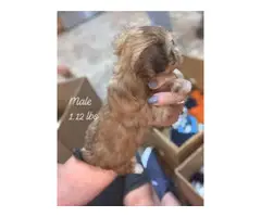 5 Morkie puppies ready for adoption - 7