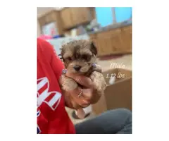5 Morkie puppies ready for adoption - 8