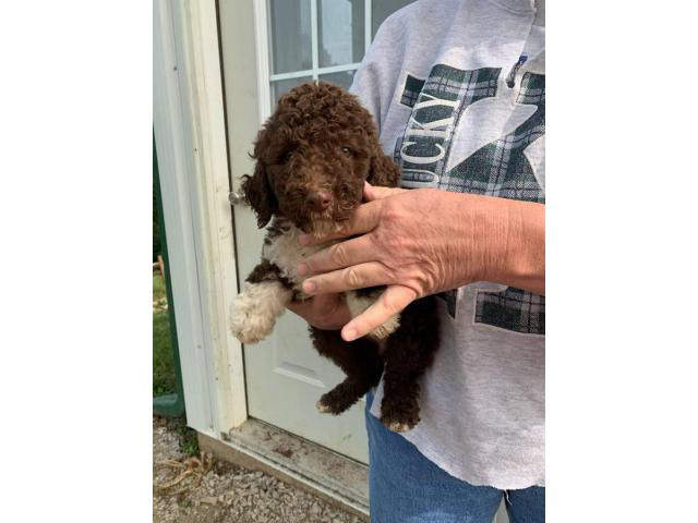 2 females f1b Bernedoodle puppies in Carlisle, Kentucky ...