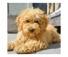 Loving fullbred Tan color poodle pups looking for new homes..