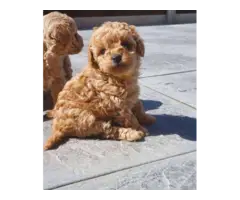 Loving fullbred Tan color poodle pups looking for new homes.. - 2