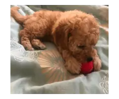 Loving fullbred Tan color poodle pups looking for new homes.. - 4