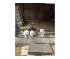 Fullblooded Great Pyrenees Puppies