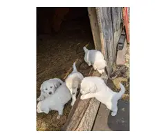 Fullblooded Great Pyrenees Puppies - 2