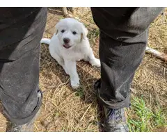 Fullblooded Great Pyrenees Puppies - 3