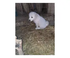 Fullblooded Great Pyrenees Puppies - 4