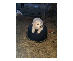 Fullblooded Great Pyrenees Puppies - 5