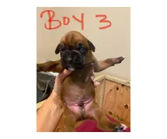 Two full-blooded male fawn boxer Puppies