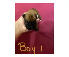 Two full-blooded male fawn boxer Puppies - 3