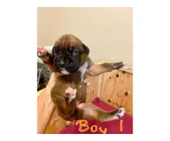 Two full-blooded male fawn boxer Puppies - 4