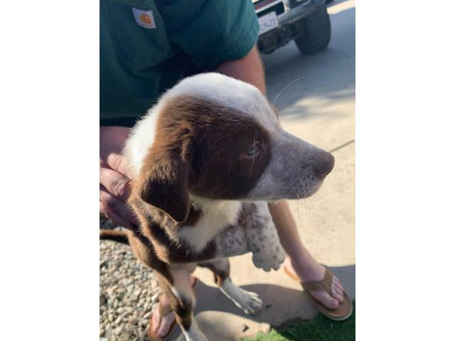 8 Weeks Purebred Male Border Collies Modesto - Puppies For Sale Near Me