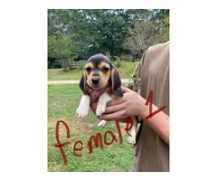 Rehoming 3 beagle puppies