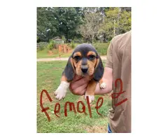 Rehoming 3 beagle puppies - 2