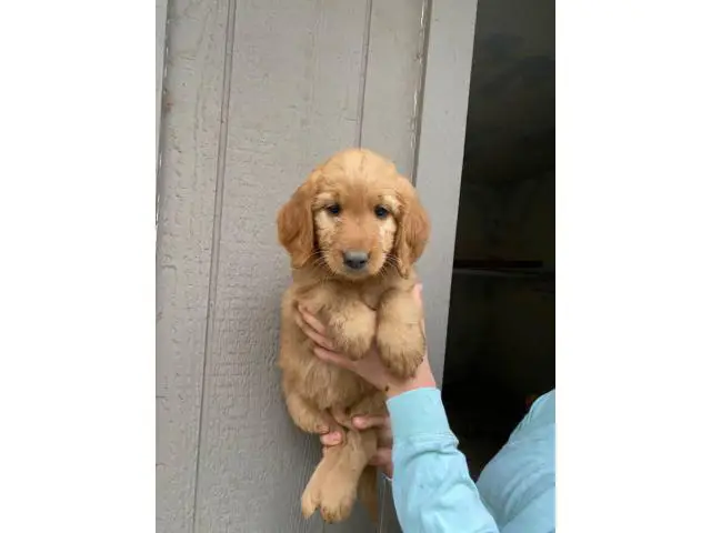 9 weeks old Golden doodles