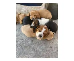 10 AKC registered basset hounds for sale - 2