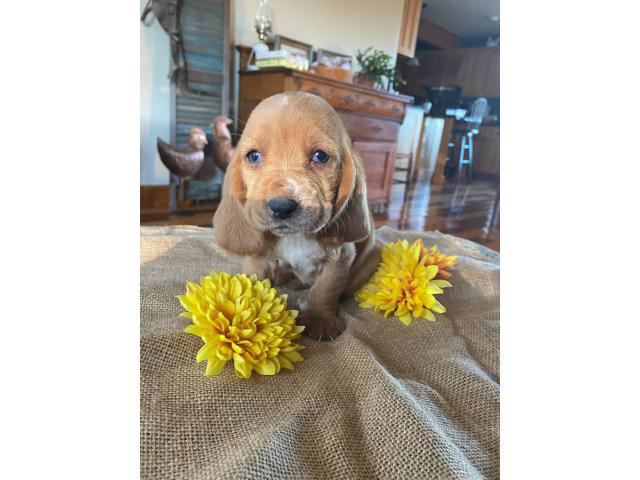 10 AKC registered basset hounds for sale in Corbin ...