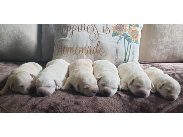 AKC English Yellow Lab Puppies for sale in Louisiana USA