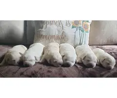 AKC English Yellow Lab Puppies for sale - 1