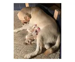 AKC English Yellow Lab Puppies for sale - 2