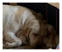 AKC English Yellow Lab Puppies for sale - 3