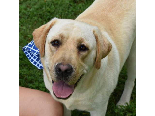 AKC English Yellow Lab Puppies for sale in Charlotte ...