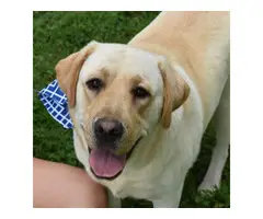 AKC English Yellow Lab Puppies for sale - 4