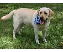 AKC English Yellow Lab Puppies for sale - 5