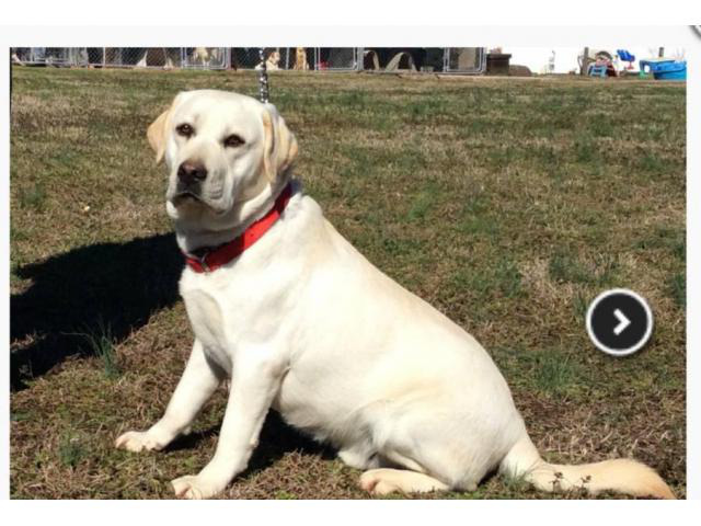 AKC English Yellow Lab Puppies for sale in Charlotte ...