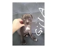 6 blue nose pit bull puppies - 5