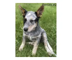3 female Blue Heeler pups available