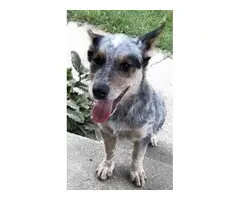 3 female Blue Heeler pups available - 2