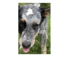 3 female Blue Heeler pups available - 3