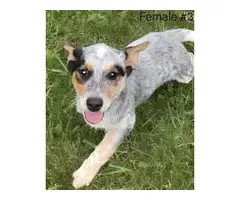3 female Blue Heeler pups available - 4