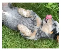 3 female Blue Heeler pups available - 5