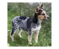 3 female Blue Heeler pups available - 6