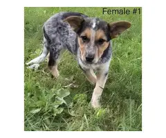 3 female Blue Heeler pups available - 7