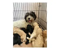 Poodle Puppies For Sale - 1