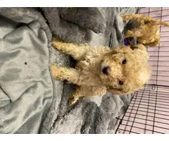 Poodle Puppies For Sale - 2