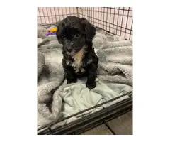 Poodle Puppies For Sale - 3