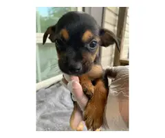 8 Chihuahuas needing new homes - 5