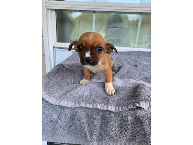 8 Chihuahuas needing new homes Collierville - Puppies for Sale Near Me