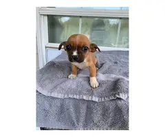 8 Chihuahuas needing new homes - 6