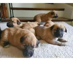 Shepnees puppies 4 males and 3 females