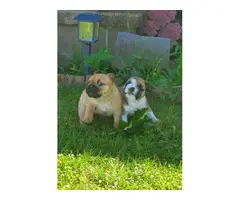 Two Bulldog Puppies for Sale