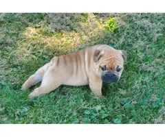 Two Bulldog Puppies for Sale - 2
